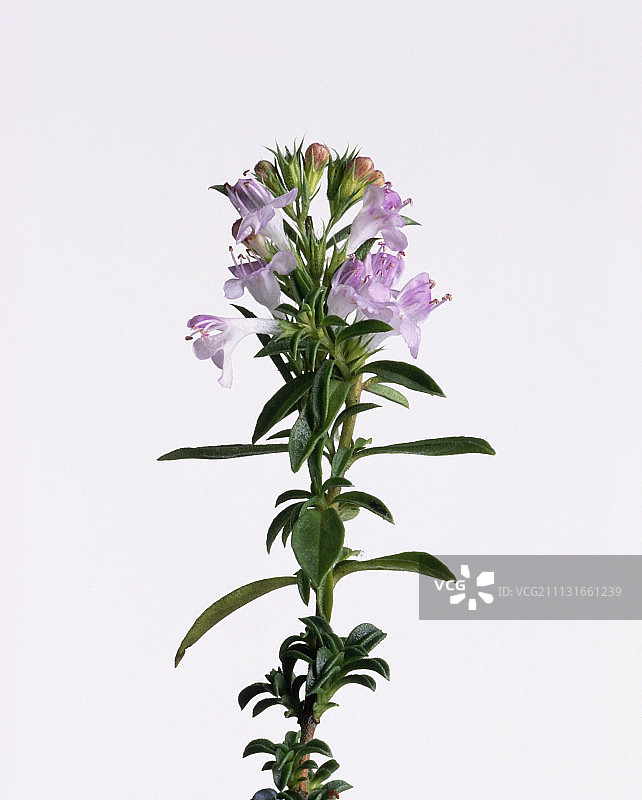 冬季香薄荷图片素材