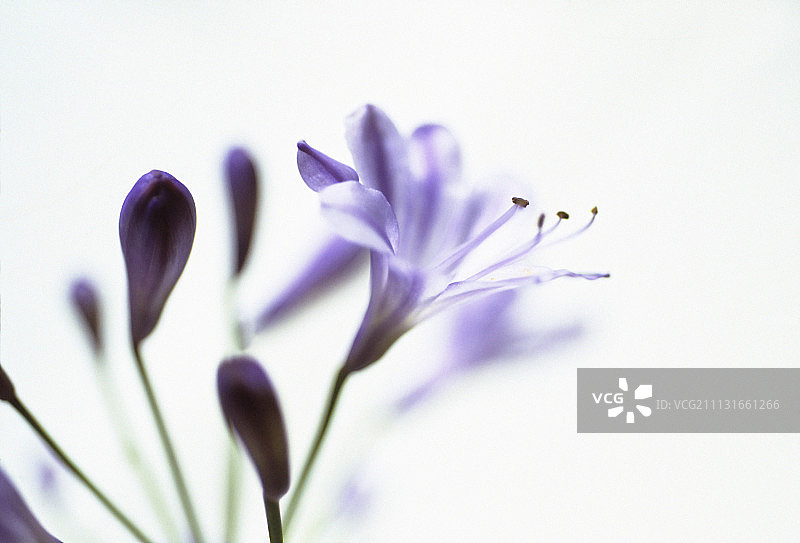 百子莲图片素材