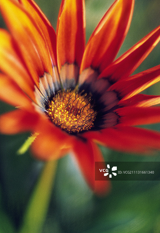 勋章菊 ‘吻青铜’图片素材