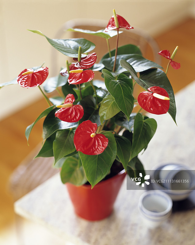 画家的调色板、红掌、桌子上的红色花盆图片素材