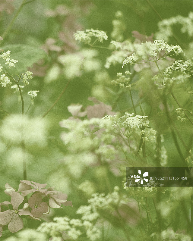 诚实花与欧芹，一年生月见草图片素材