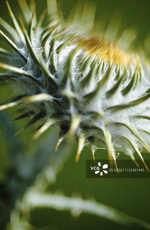 蓟，普通刺芹图片素材