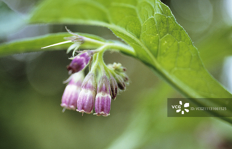 聚合草图片素材
