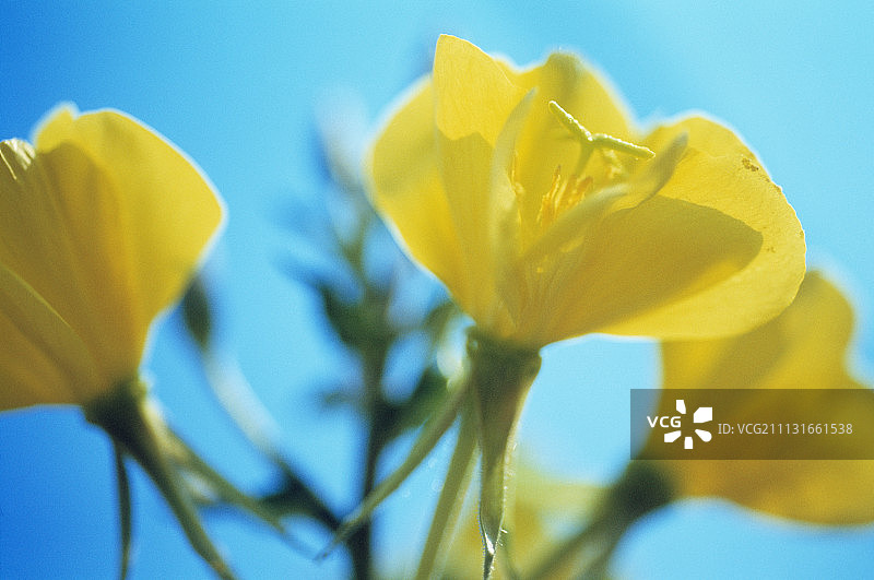 月见草图片素材