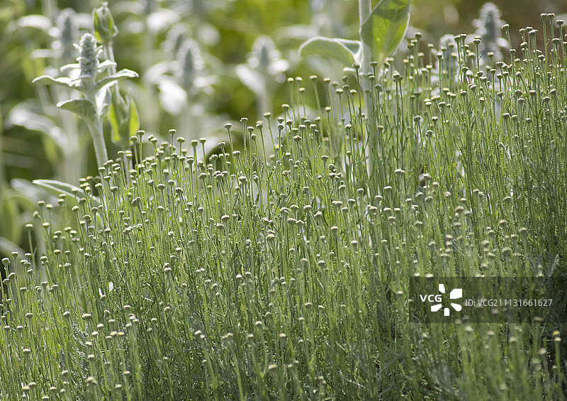 棉花薰衣草图片素材