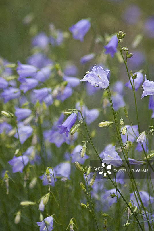 风铃草图片素材
