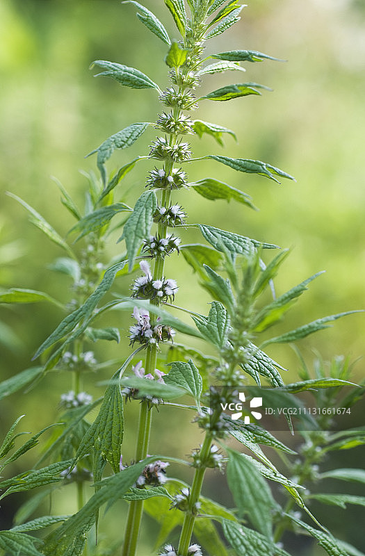 益母草图片素材