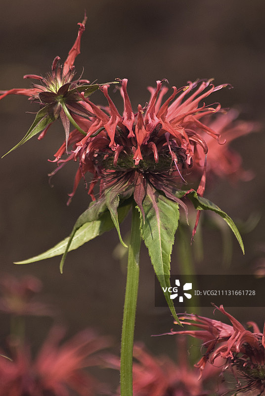 佛手柑，麝香草图片素材