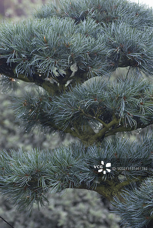 日本五针松盆景图片素材