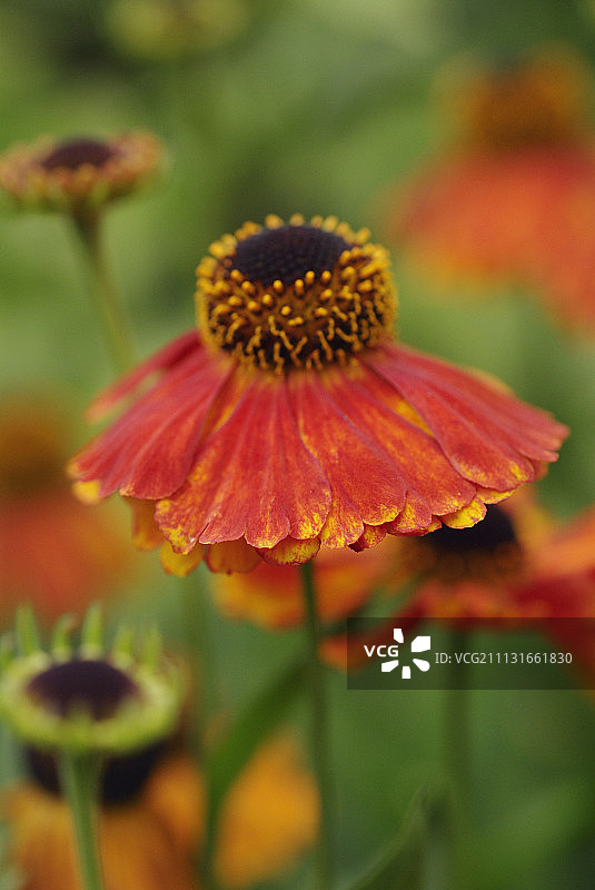 堆心菊“印第安之夏”图片素材
