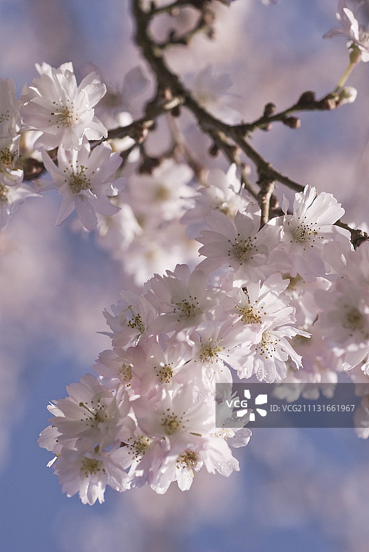 冬樱花图片素材