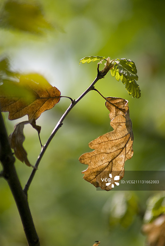 无梗花栎，欧洲栎图片素材