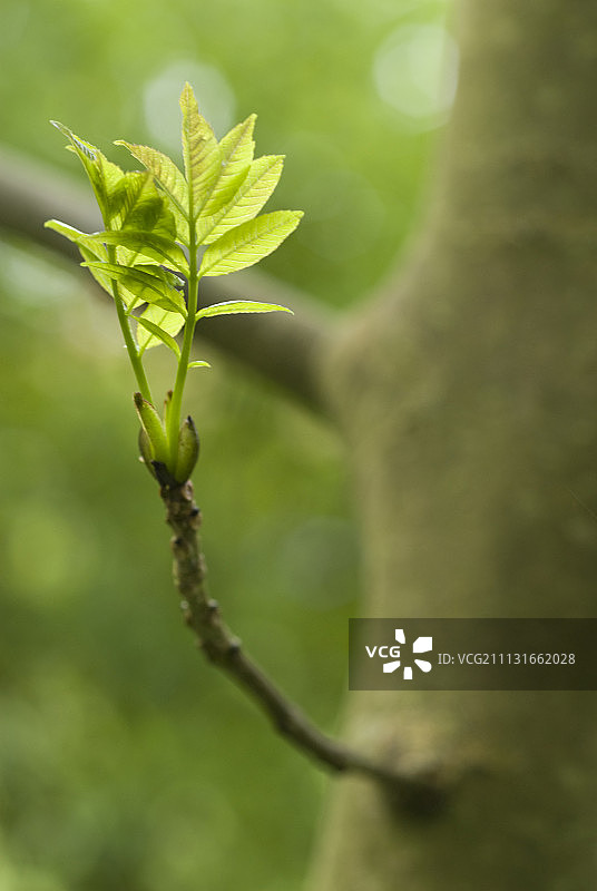 白蜡树图片素材