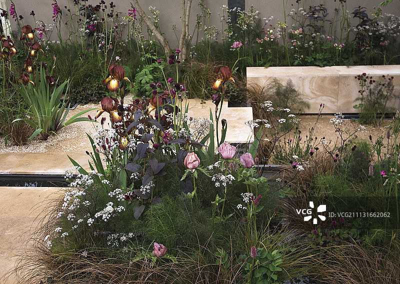 鸢尾花，肯特骄傲图片素材