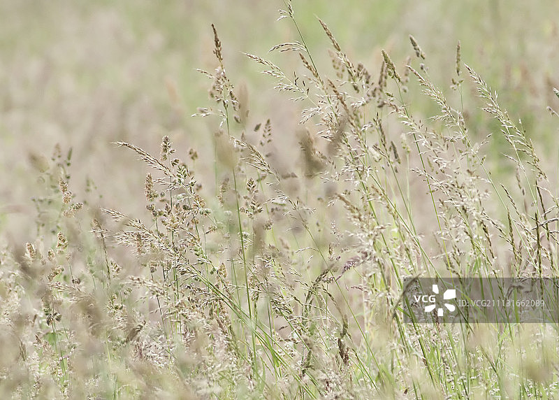 白茅草图片素材