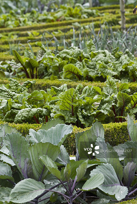 盒子、普通黄杨木图片素材