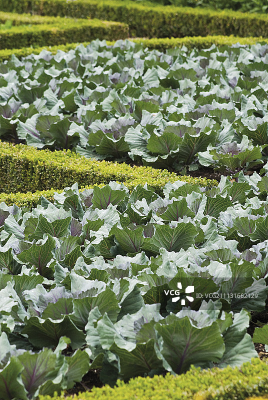 盒子、普通黄杨木图片素材