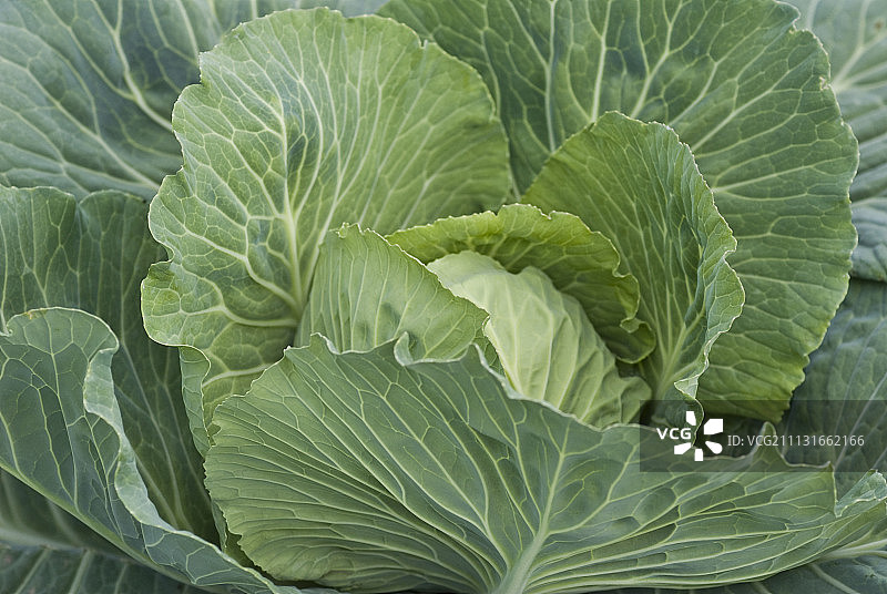 卷心菜图片素材