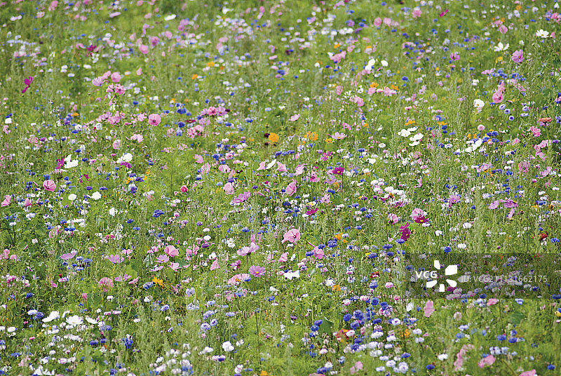 矢车菊图片素材
