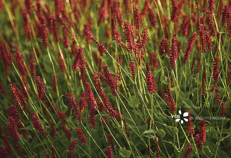红蓼图片素材