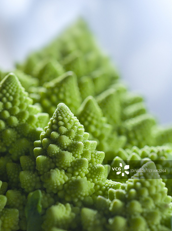 宝塔菜花图片素材