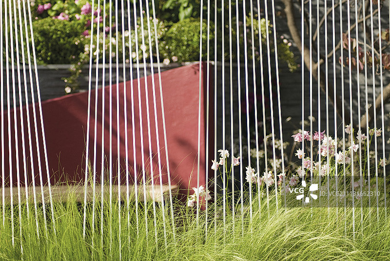 耧斗菜图片素材