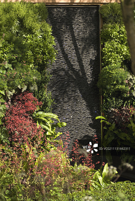 珊瑚铃图片素材