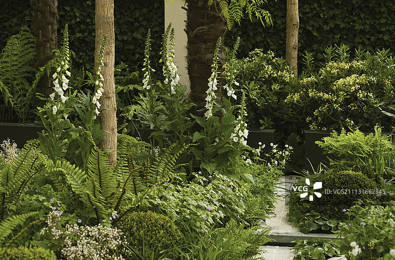 毛地黄，白花紫花洋地黄图片素材