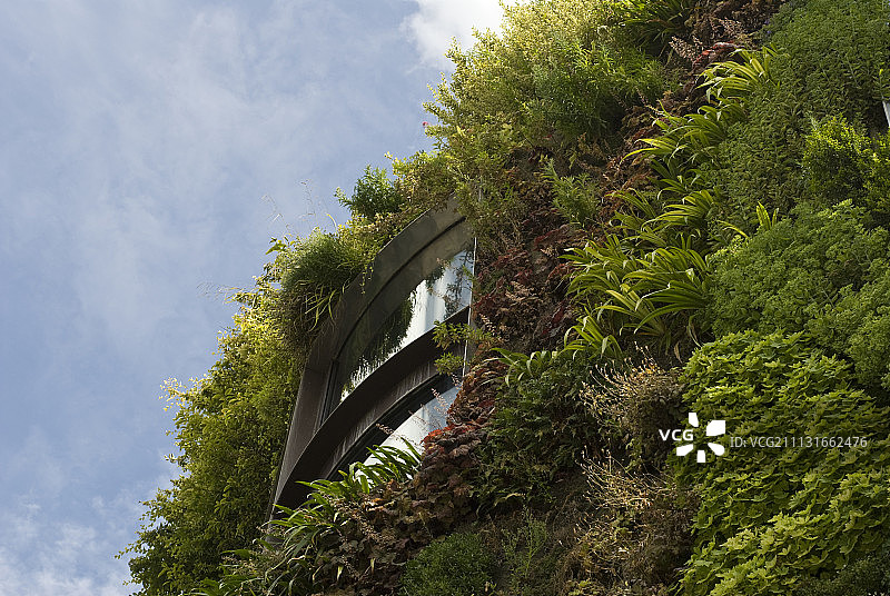 珊瑚钟图片素材