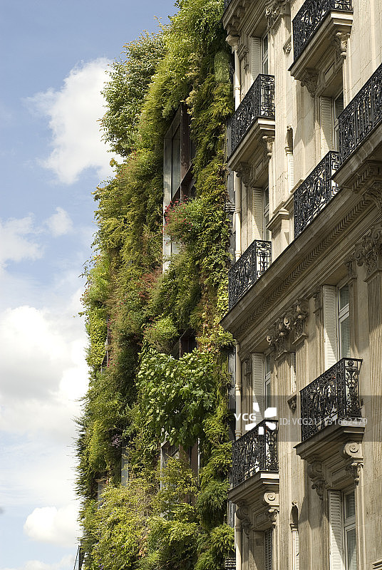 珊瑚钟图片素材