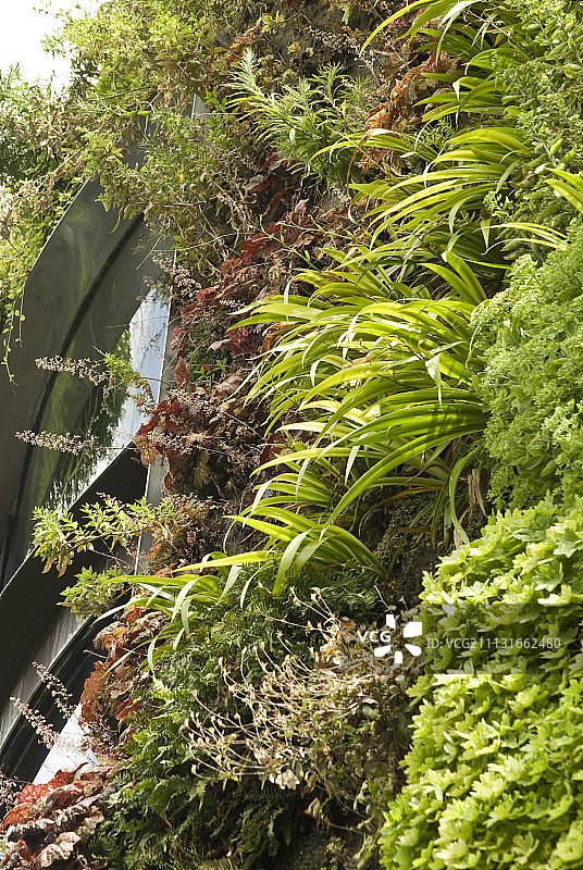 珊瑚钟图片素材