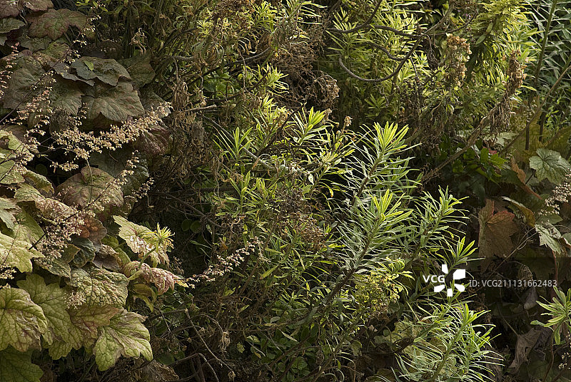 珊瑚钟图片素材