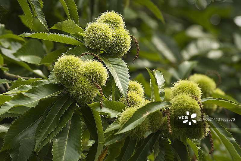 栗子，欧洲栗，Castanea sativa图片素材