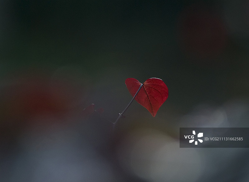 森林三色堇天竺葵图片素材