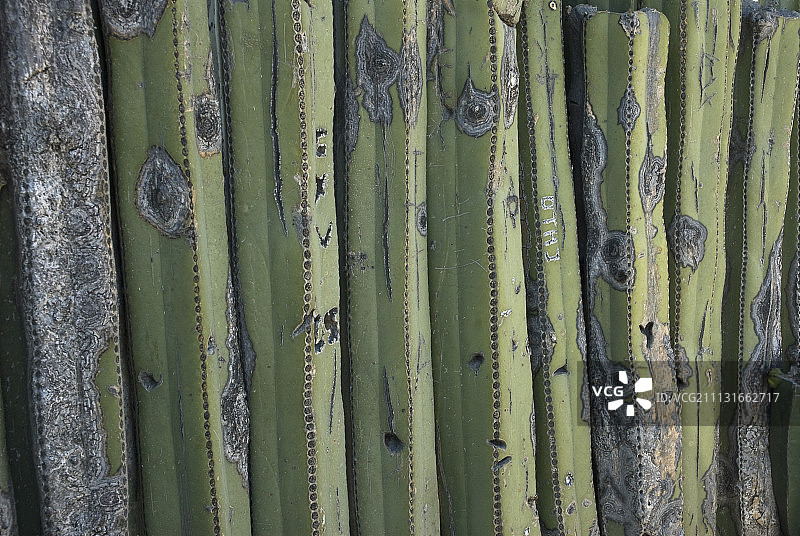 墨缘柱仙人掌图片素材