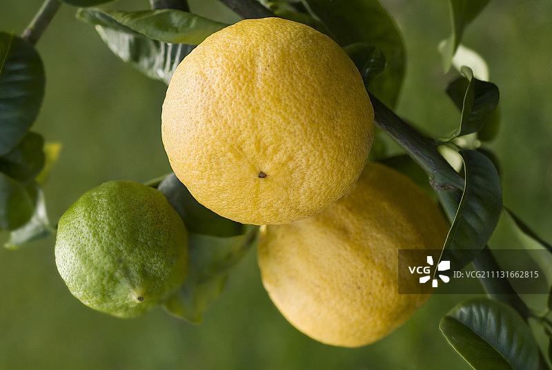 佛手柑、柑橘、香柠檬图片素材