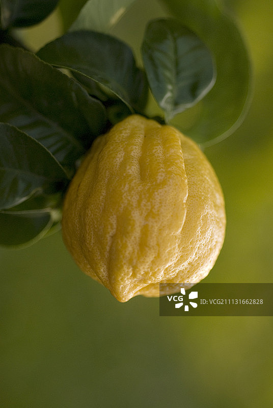 佛手柑、柑橘、香柠檬图片素材