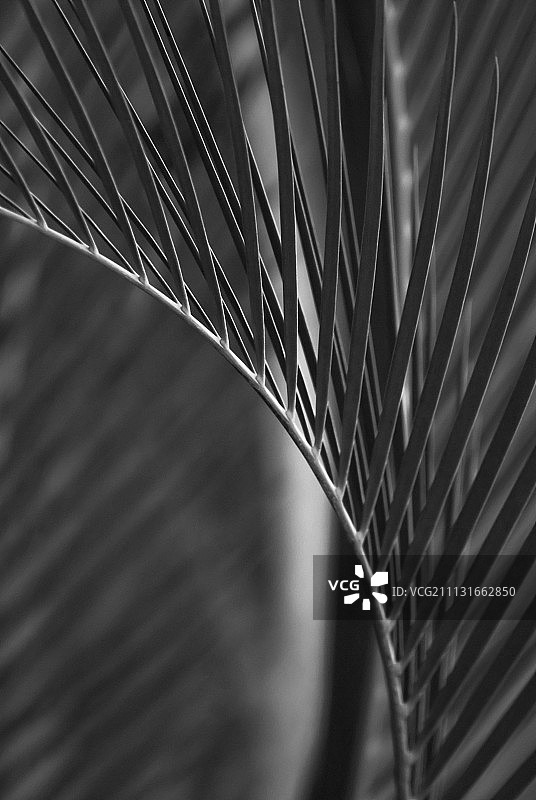 棕榈树图片素材