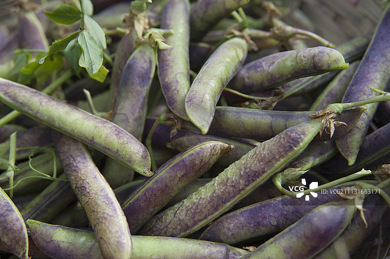 紫荚豌豆和绿荚豌豆采摘图图片素材