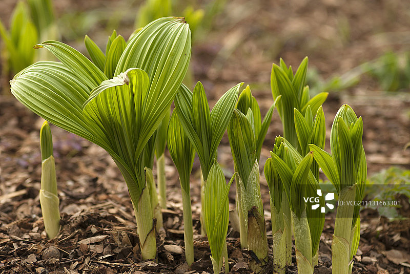 黑藜芦：春天里的一组新芽和叶子图片素材