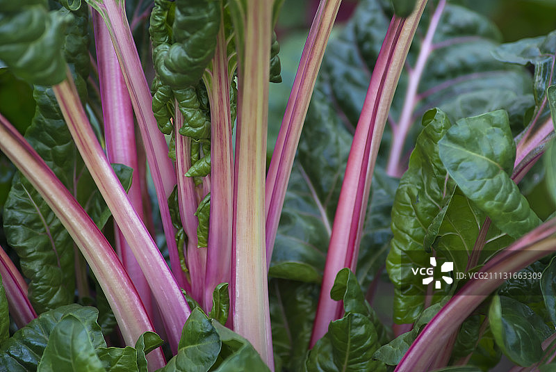 瑞士甜菜彩色茎秆特写图片素材