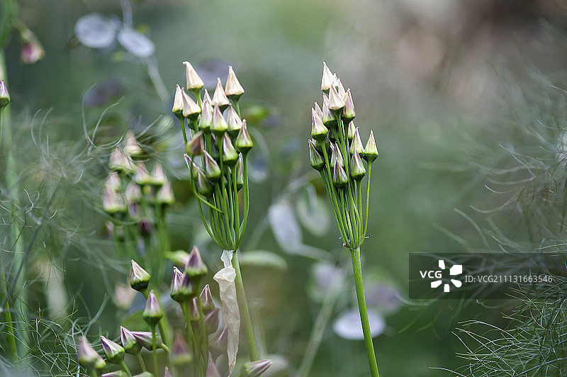 保加利亚蜜蒜、茴香和银扇草的种子荚图片素材