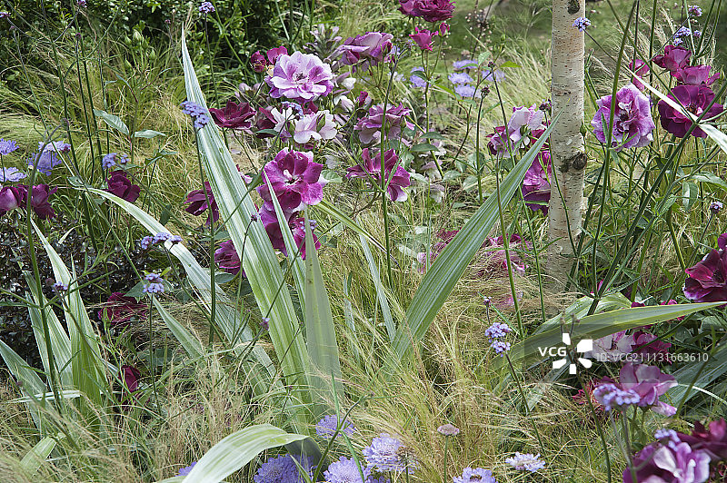 花园中的玫瑰花图片素材