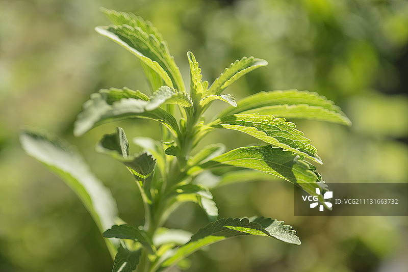 甜叶菊，一种天然甜味剂，特写显示锯齿状叶子。图片素材