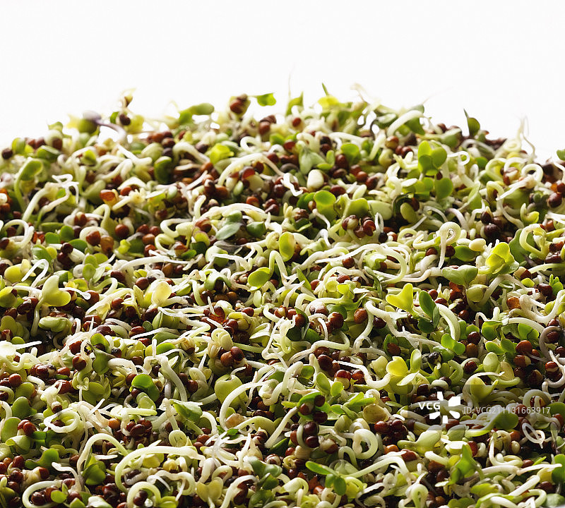 西兰花图片素材