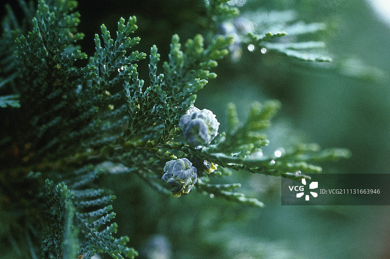 桧 Juniperus chinesis图片素材