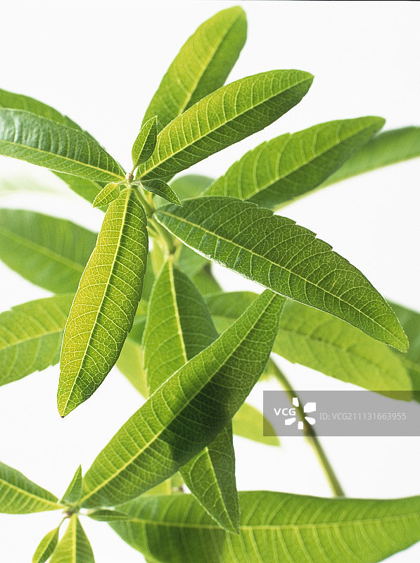 柠檬马鞭草图片素材