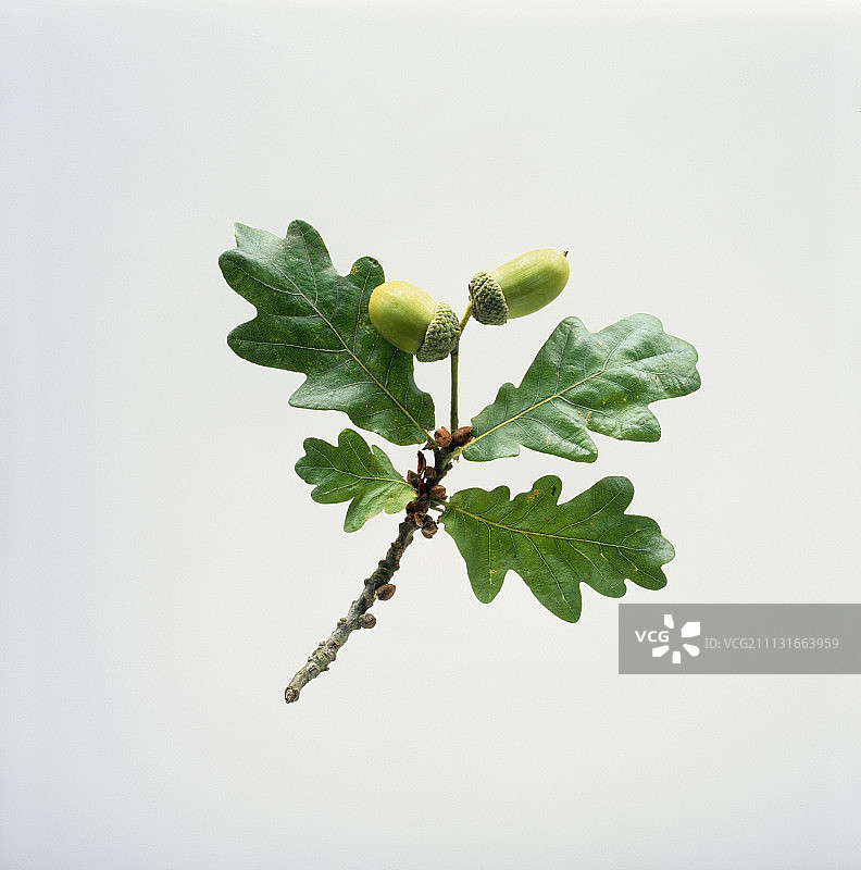 橡树、橡子、欧洲栎图片素材