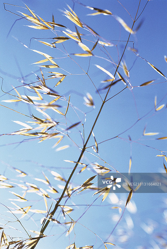 金色燕麦，巨型针茅草图片素材