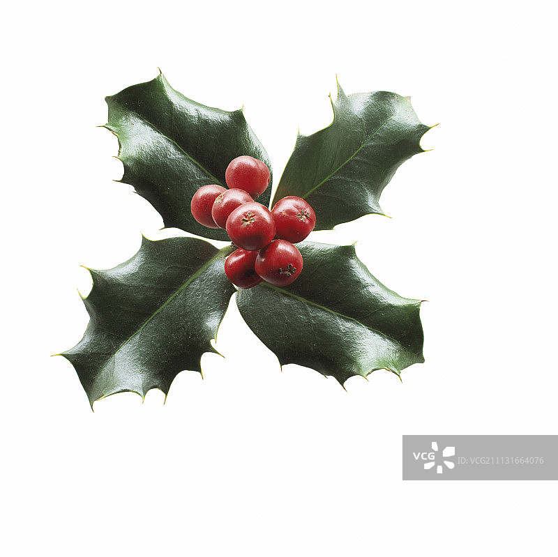 冬青图片素材
